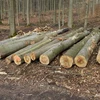 ABC Beech / Oak / White Ash Logs in Container, 30+ cm