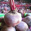 BEETROOT GOOD QUALITY AND FRESH