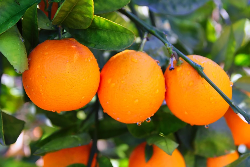 oranges4.jpg