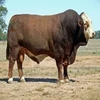 Live Simmental Bulls Cattle