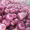 cheap Pakistani red onion