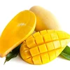 Fresh Mango "Nam Dok Mai" Yellow Mango High Quality From Thailand