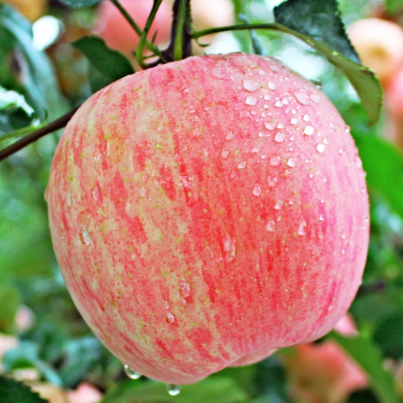 Яблоня фуджи описание опылители. Сорт яблок Фуджи. Фуджи (сорт яблони). Сорта яблок Фуджи Гала. Саженцы яблони Фуджи.