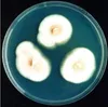Paecelomyces Lilacinus to control Nematodes problem in Agriculture