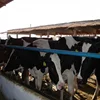 Simmental Cattle (Swiss Fleckvieh)