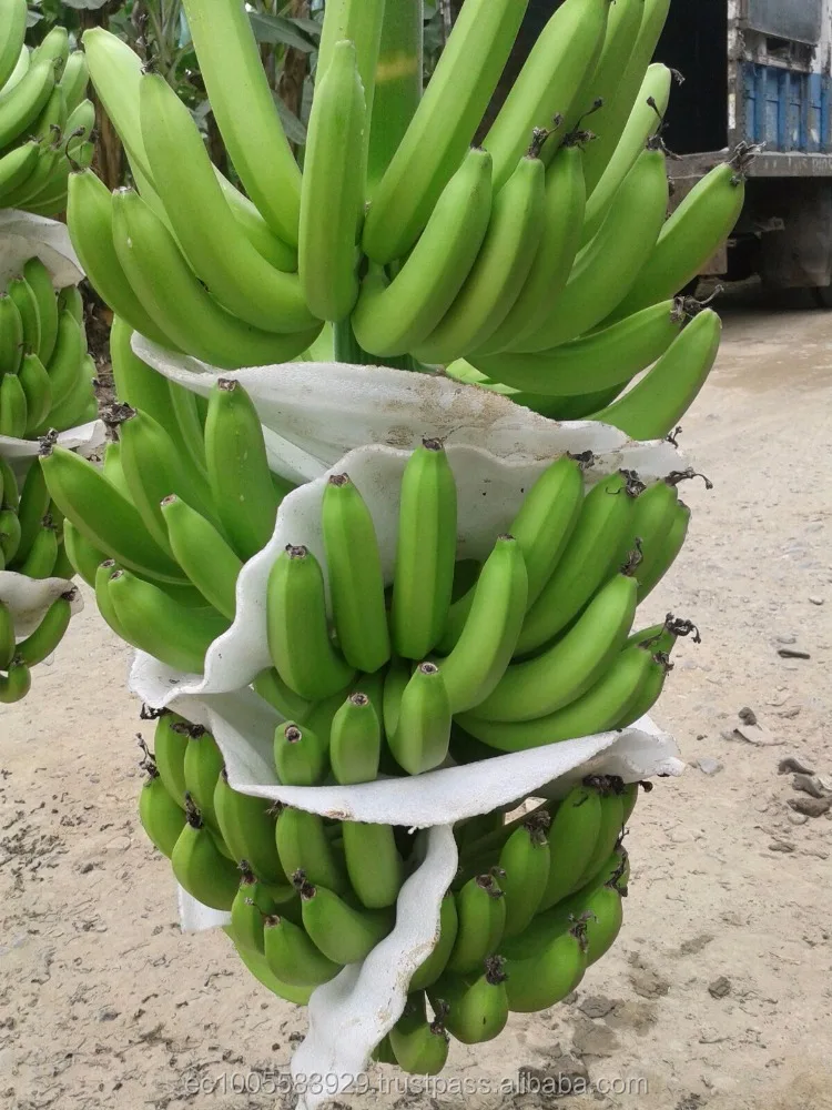 
BANANAS FROM ECUADOR...Ready for your success market!!! 