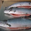 Frozen Salmon Fillet,Fresh Frozen Salmon Fish ,Frozen Chum Salmon Fillet for sale