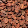 WELL SELLECTED COCOA BEANS SEEDS FROM AFRICA