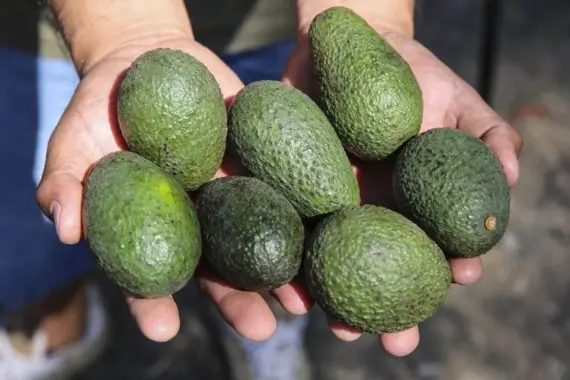 AVO0.jpg