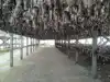 hand salted cod stock fish for sale