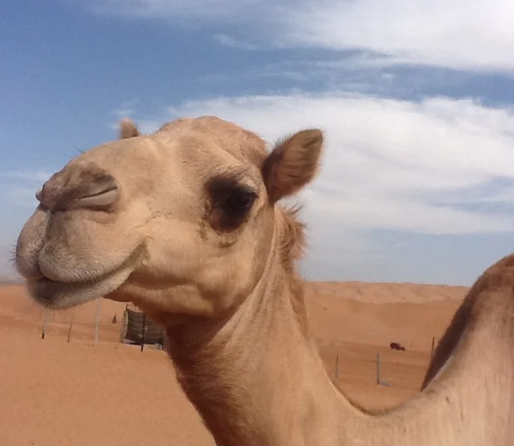 
Live Camels,cow,camel,sheep,goat,ox,bull 