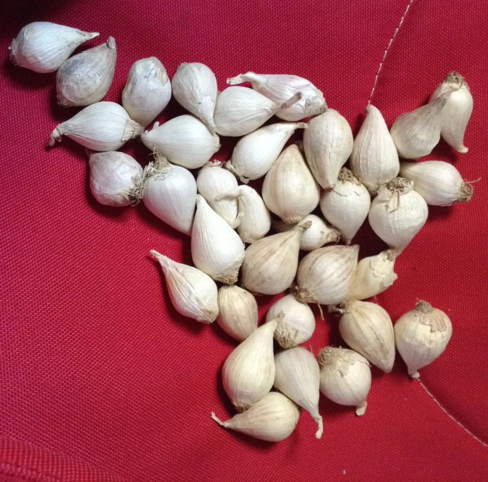 Solo Garlic For Export Vietnam Malaysia Singapore Snow White Fresh Common Liliaceous Vegetabless Buy Solo Garlic Single Clove Garlic Monobulb Garlic Product On Alibaba Com
