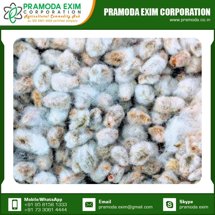 Bulk Supply Cotton Seed Buy Cotton Seed Suppliers In India Specified