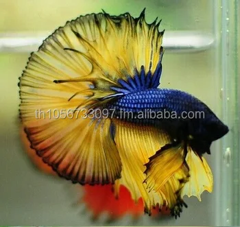 blue mustard halfmoon betta buy blue mustard hm product on