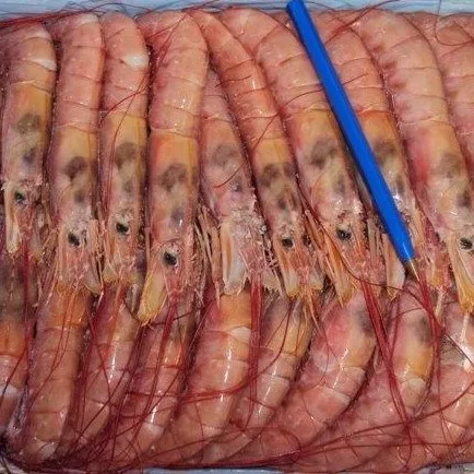 
ARGETINIAN RED SHRIMP (PLEOTICUS MUELLERI) 