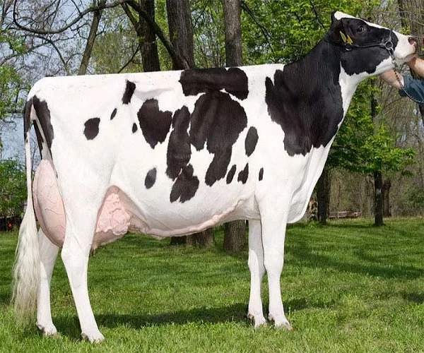 
High Quality Live Dairy Cows / Pregnant Holstein Heifers 