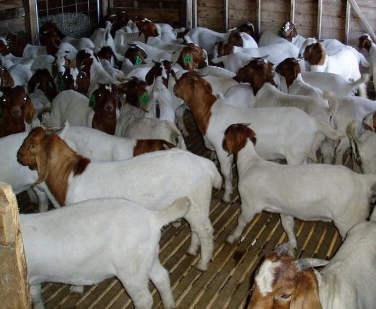100 Pure Breed Boer Goats Live Sheep Cattle Lambs And Cows From