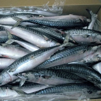 quality frozen anchovy fish/dried anchovy fish/tilapia fillet