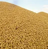 Yellow Soybeans Food Grade Soy Beans