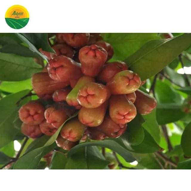 Frist Grade Rose Apple With Best Price Buy Rose Apple,Sweet Rose