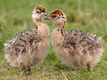 Ostrich Chicks For Sell - Buy Ostrich Product on Alibaba.com