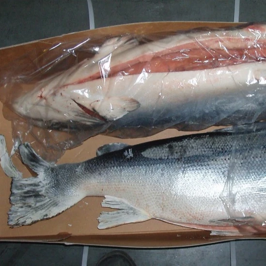 atlantic herring fish