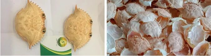 dried crab shell