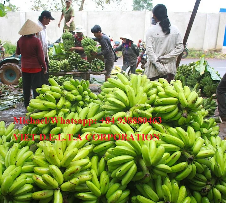 
FRESH GREEN PREMIUM QUALITY BANANAS/VIETNAM BANANA/Whatsapp:  84 845 639 639 in 2020 