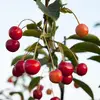 Order Fresh Cherries Fruits of Various Tastes and Colors