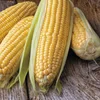 Green vegetable sweet corn Non GMO white maize/Yellow corn seeds