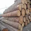 Timber Round Logs Without Backs/Oak and Lumber Logs/Fresh Cut Mahogany,Birch and Pine Wood Logs