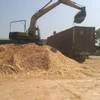 Eucalyptus/Pine/Rubber/Acacia Wood Chip for Paper Pulp, MDF, PB, Power Plant from Kientap JSC Vietnam