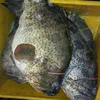 /product-detail/fresh-grouper-fish-frozen-whole-round-grouper-fish-62007209782.html