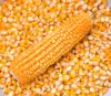 /product-detail/yellow-corn-maize-for-animal-feed-yellow-corn-for-poultry-feed-62009422686.html