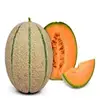 Fresh Cantaloupe Melon for sale