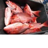 Quality white and Read Best Quality IQF Frozen RED Snapper Fish for sale