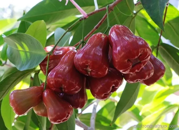 Fresh Rose Apple Vietnamese Special Fresh Bell Fruit Buy Apple Fruit Fresh Apple Rose Apple Product On Alibaba Com