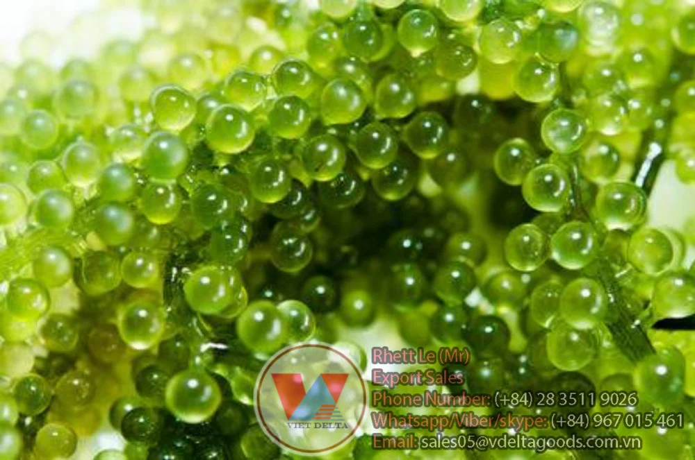 Fresh Caulerpa Lentillifera/ Vietnamese Sea Grapes For Making Sashimi