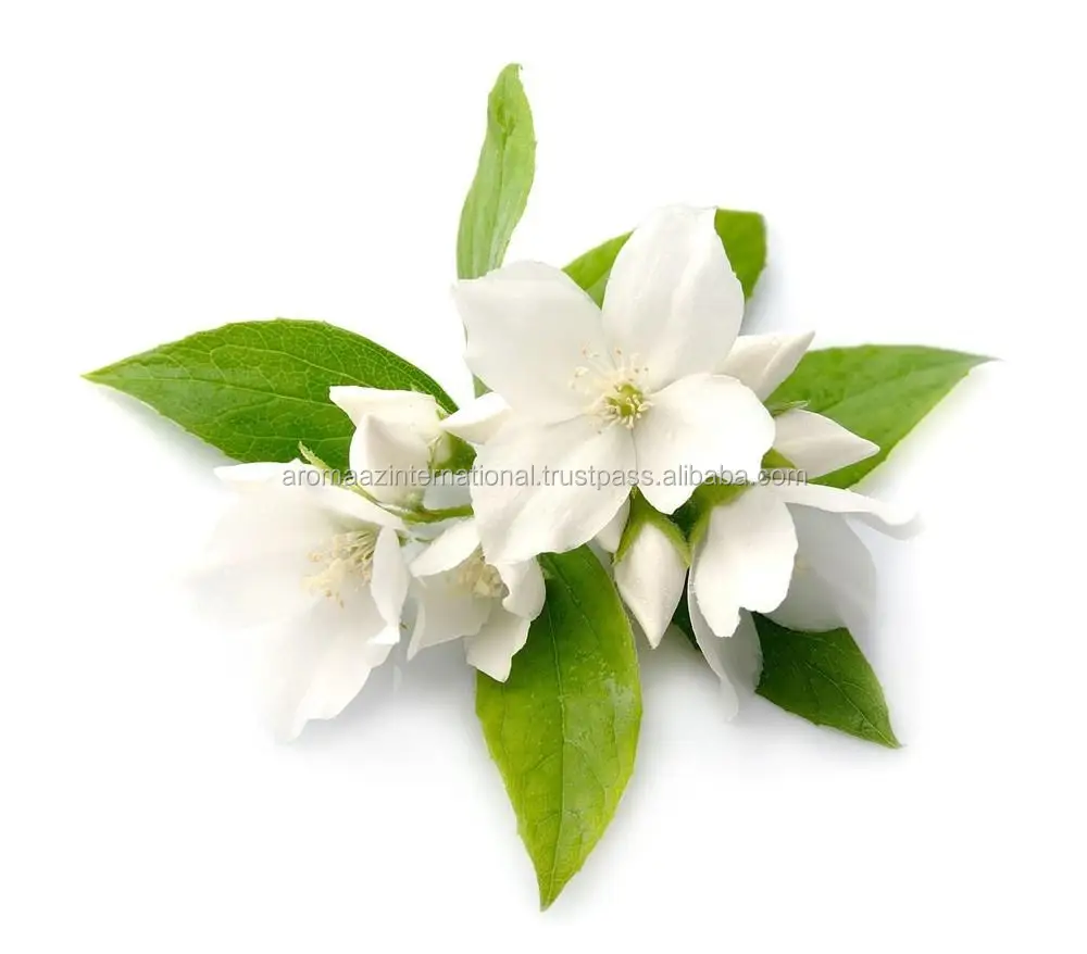 JASMINE_GRANDIFLORUM.jpg