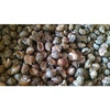 Alive Fresh Frozen Top Shell - Live Top Shell (Baigai)