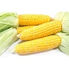 Top Quality All Kinds of Corn from Turkey