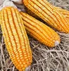 Yellow Maize/Corn for Human Consumption