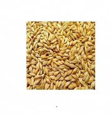 Barley.jpg