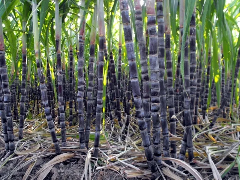 Сахарный тростник содержит 9. Гавайи сахарный тростник. Saccharum bengalense. Сахарный тростник Каннамелла. Меласса сахарного тростника.