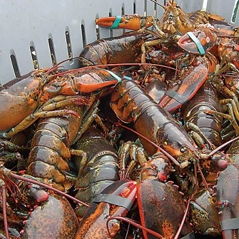 Live-Lobsters 5.jpg