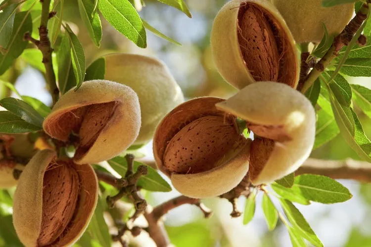 good taste almond nuts for sale
