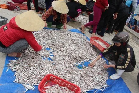 anchovy-wholesale.JPG