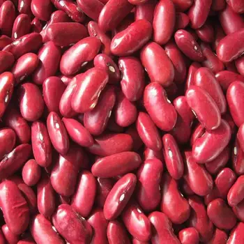 british dark red kidney bean