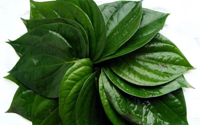 槟榔叶/槟榔叶-来自越南的新鲜优质槟榔叶