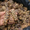 /product-detail/green-coffee-beans-arabica-and-robusta-and-civet-coffee-kopi-luwak--62006924496.html